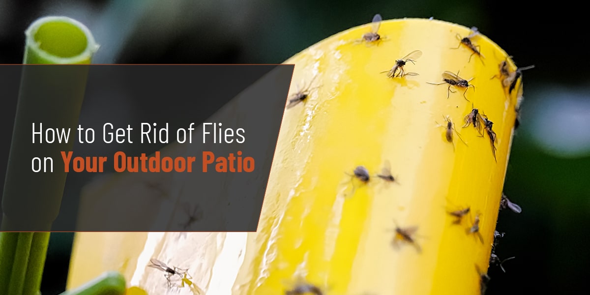 how to get rid of flies outside from dog poop